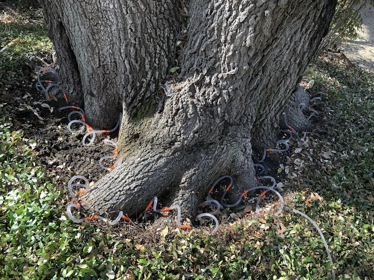 Detailed Tree Cabling and Bracing job site in Jemez Pueblo
