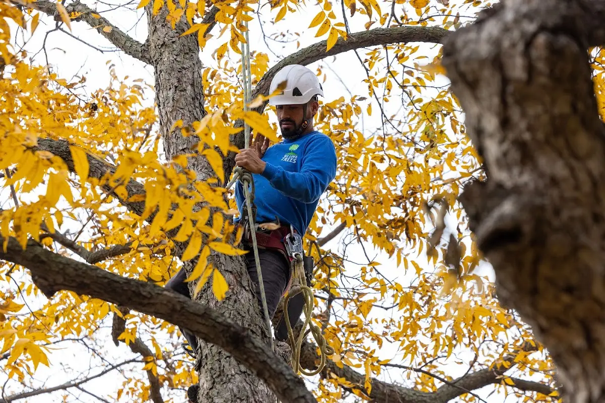 Skilled Tree Transplanting crew working in Jemez Pueblo