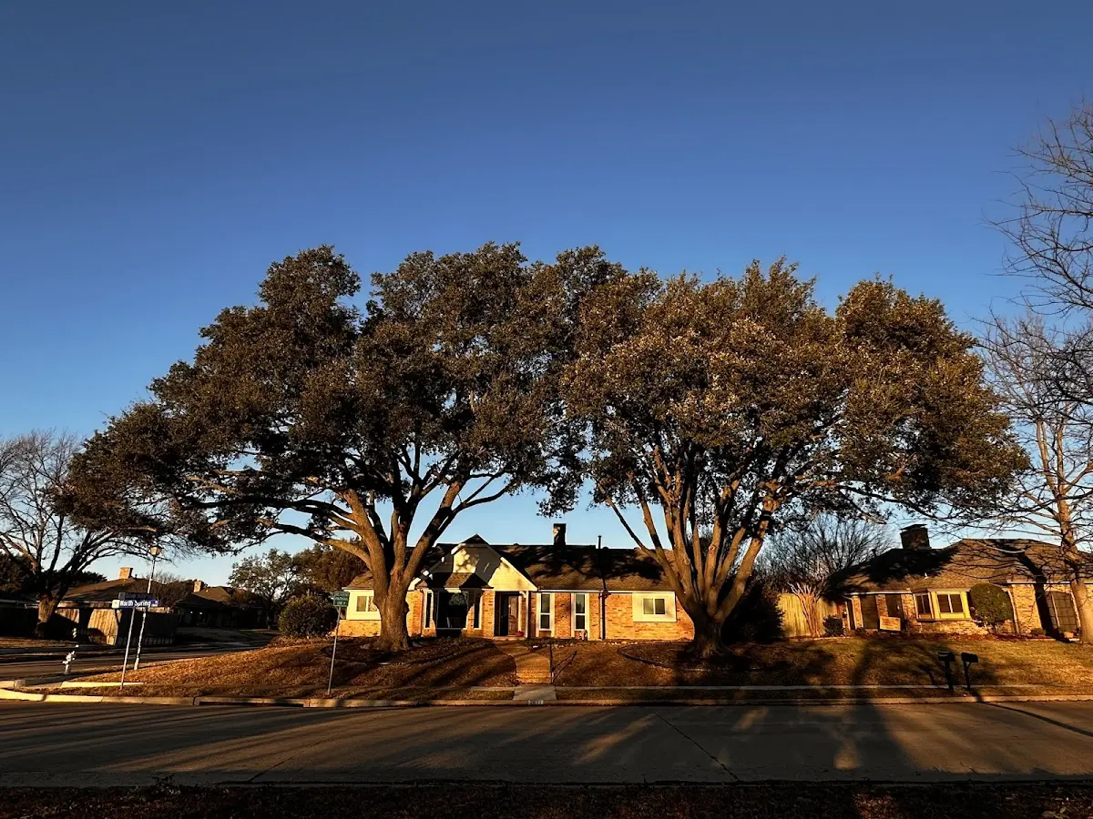 Established residential canopy tree shading a home in Jemez Pueblo